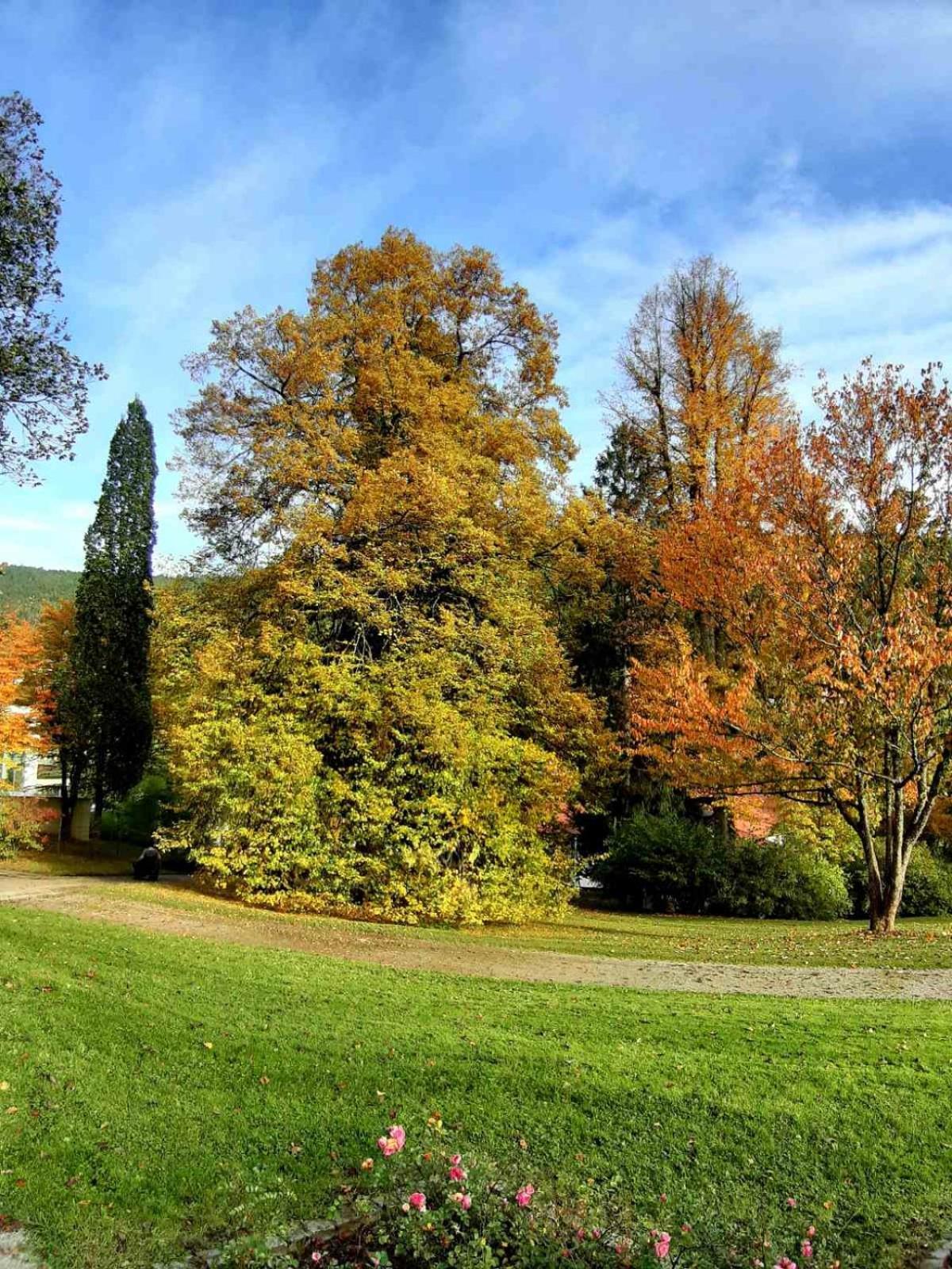 In Ruhiger Waldrandlage Appartement Bad Wildbad